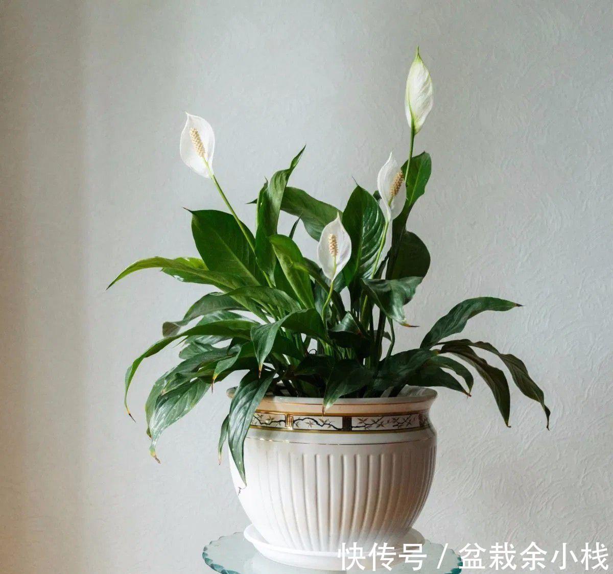 吉利|今年流行的7种“观赏花”,家里养一盆,大气又吉利