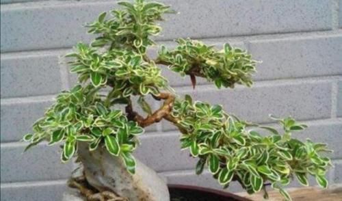 生长|六月雪做成盆景,枝叶清秀,开花似雪,姿态优美