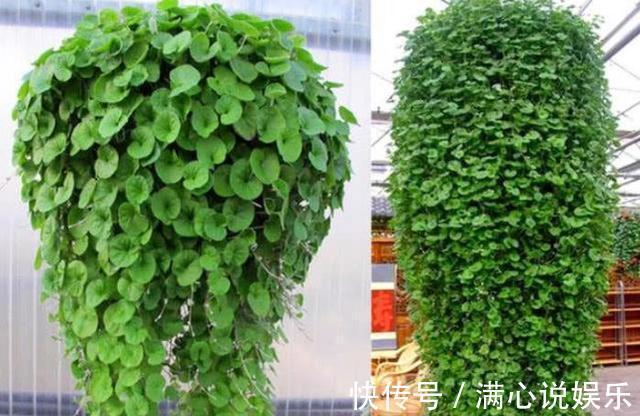 踩也踩不死的“野草”,长得像“铜钱草”,当做“吊兰”最好养