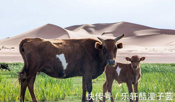 牛人|生肖牛，虽然脾气不太好，但个性好强！