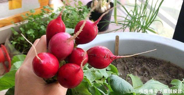 阳台种菜,种3种速生菜,30天就采摘,叶子肥嫩,硕果累累