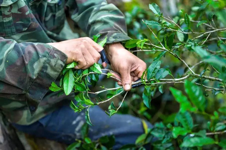 武夷红茶|茉莉花香入茶骨，沏一壶，花香满室