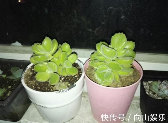 多肉植物|养多肉熊童子，不碰就掉叶子，你知道为什么，该怎么抢救吗