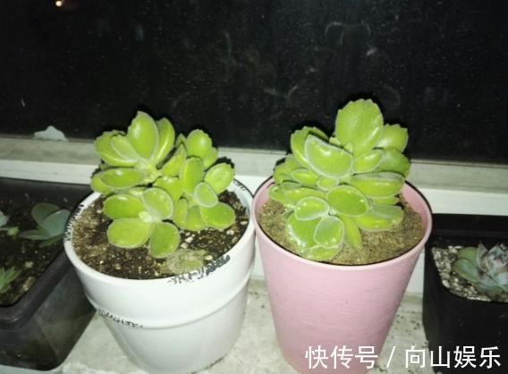 养多肉熊童子,不碰就掉叶子,你知道为什么,该怎么抢救吗