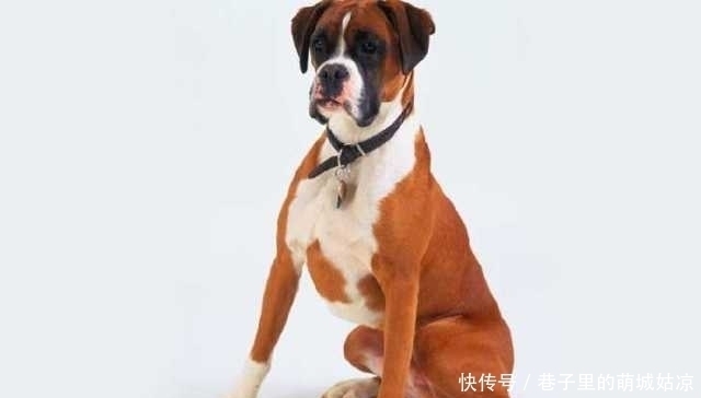 忠诚|12种最忠诚的狗,排第一的狗狗估计没有人不认识!