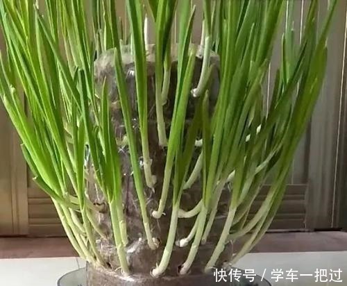 王奶奶用塑料瓶子,养出“花园、菜园”,好羡慕,再不扔了!