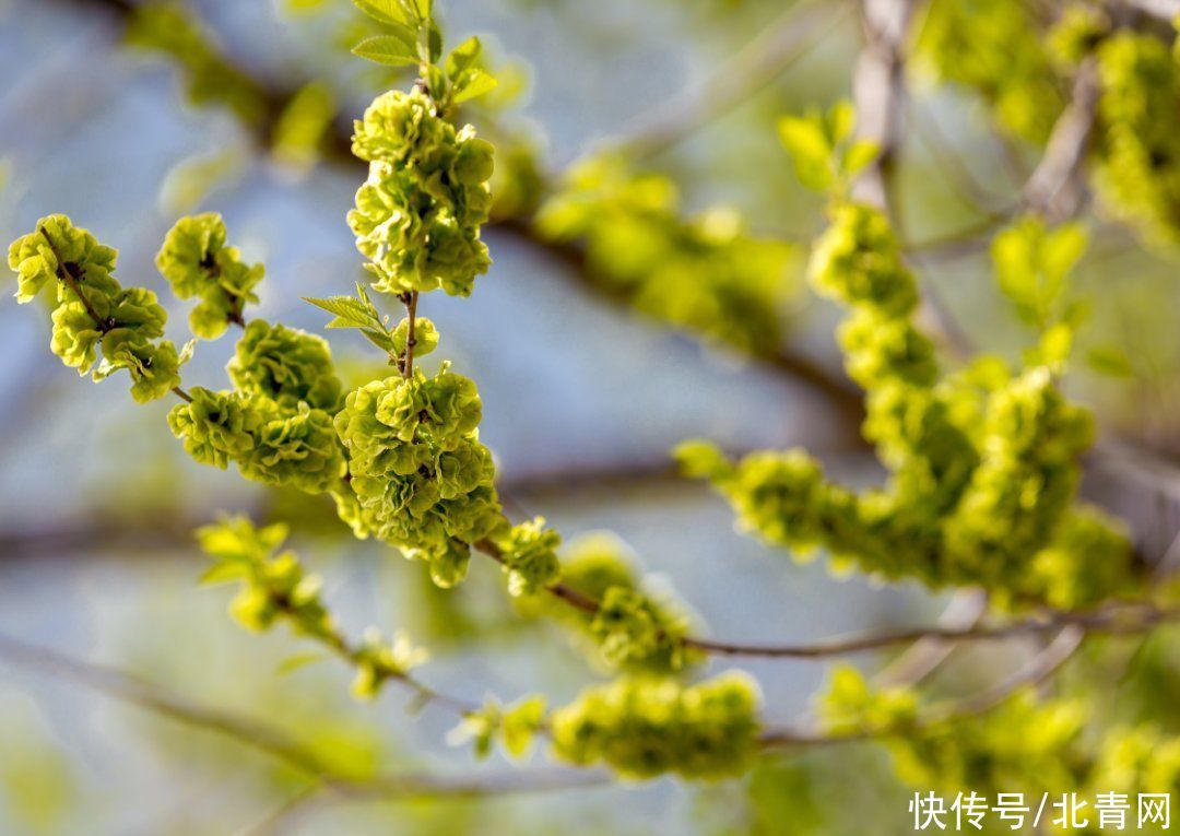 这几种野菜，营养丰富能防病，你吃过哪种？