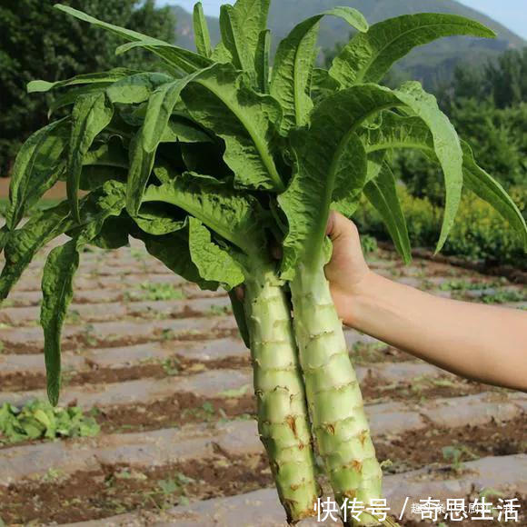 吃莴笋要注意“3吃1不放”，不懂不要乱吃了，学不会可惜了