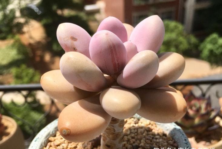 多肉桃蛋砍头？何必下如此狠手！是遇到这“4情况”必须要砍吗？