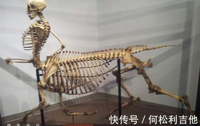 真人cos|日本小姐姐太会玩，COS人马挺可爱，脚是怎么弄的