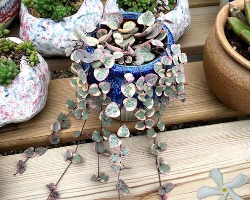 家里的多肉不抗晒，室外气温未至28度，养花人就得这么打算