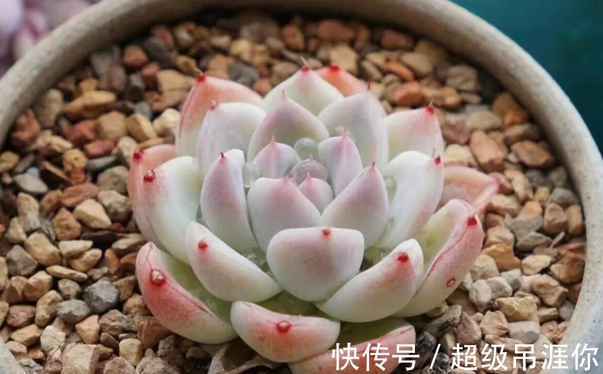 佳人|多肉佳丽何止三千,不如养棵阿尔巴佳人,足以艳压群芳