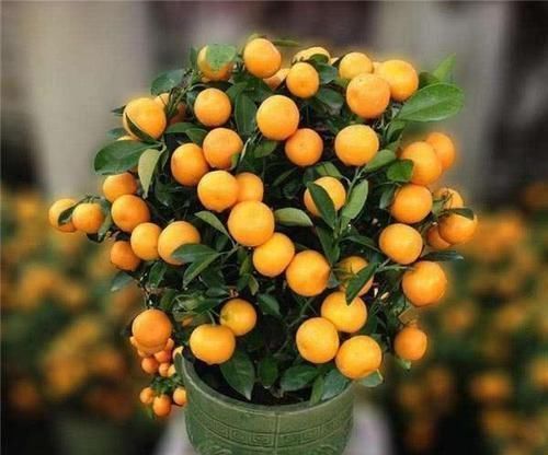 可以吃的盆栽,有人只吃皮不吃肉,有人只吃肉不吃皮,你是哪种