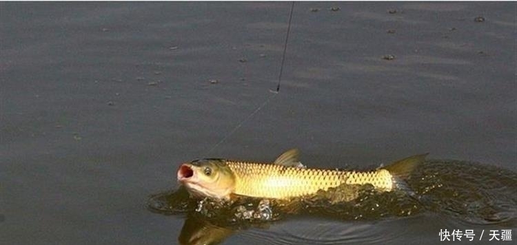 清明后钓草鱼3招必杀技,看完轻松爆护!
