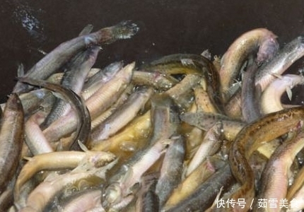 土腥味|炒泥鳅下锅前,很多人都没做这一步,难怪有股土腥味