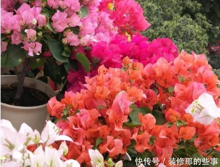 4种花颜值超高的,冬天开花很漂亮,满树都是花朵