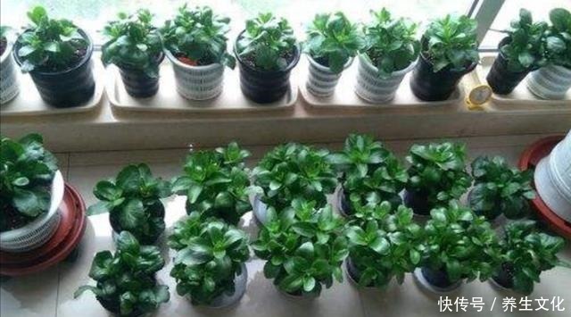 过完年要扦插2种花，生根快，好成活，当年就能开花！