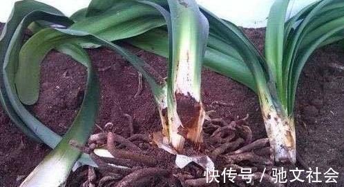 盆底垫上这一物,盆栽兰花、君子兰10年不烂根,还促生根多又壮