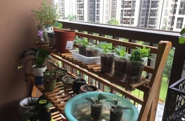 学会这种扦插法，2周生根，插什么活什么，太简单了！