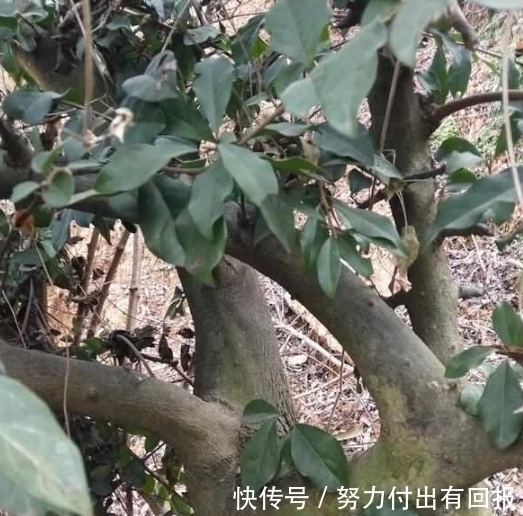 这种罕见的连体植物,非常稀有,见一次不容易,快来看看