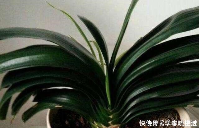 僵苗|君子兰不见长,是僵苗还是养护不当教你“4招”,快速恢复活力!