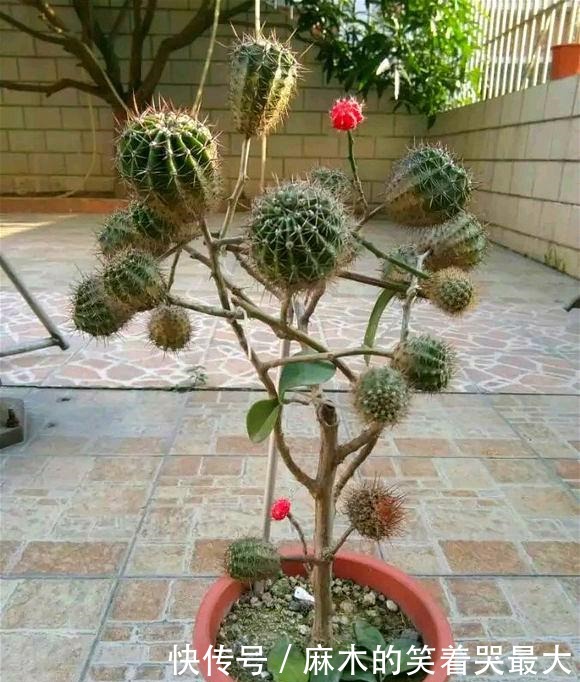 仙人球|开花仙气十足,香气浓烈,遇土就活,还被大家称为“嫁接神木”!