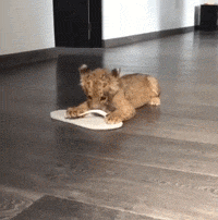 |搞笑GIF段子:吉祥娃,放开妹纸,有本事也别冲我来