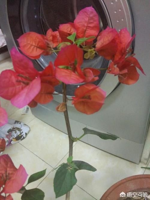 三角梅施什么肥最好？