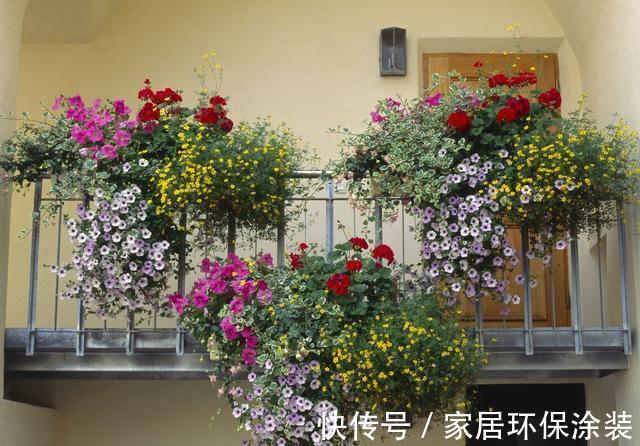 空间|家里这些花卉吊起来养,既增加了观赏价值,又节省了养殖空间