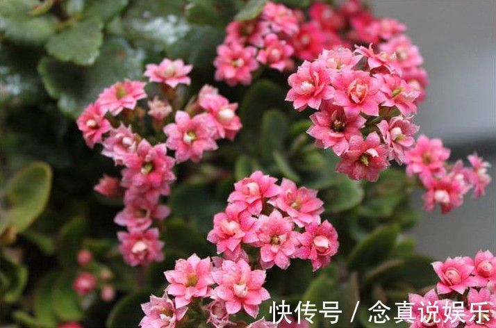 花色|丹麦盆栽花卉之冠圣诞伽蓝菜长寿花色丰富，理想的室内花卉