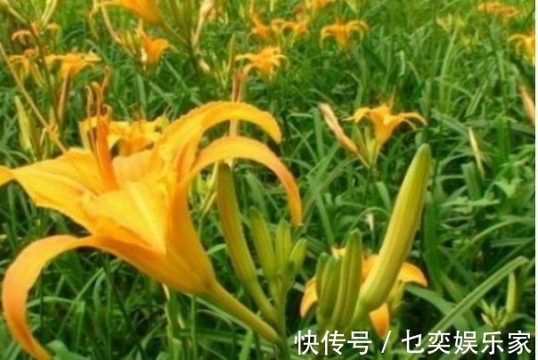 hm2|黄花菜明目安神,滋养皮肤,农民只需掌握一点,收获高产的黄花菜