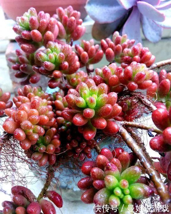 多肉总烂根化水,试试三个小技巧,一个秋天就能爆出一大盆