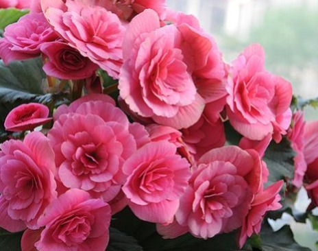 养花就养富丽多彩的，叶片翠绿晶莹剔透，花开似小玫瑰，美翻了