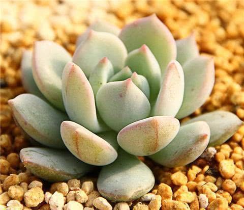 此几种多肉绿植不但美观还容易养,受到很多人的喜爱,你也喜欢吧