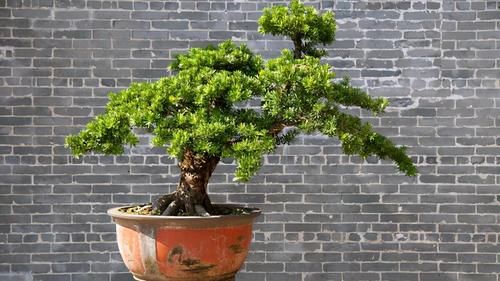 树桩的截干蓄枝期间，注意6个方面的工作，帮你培育出好桩景