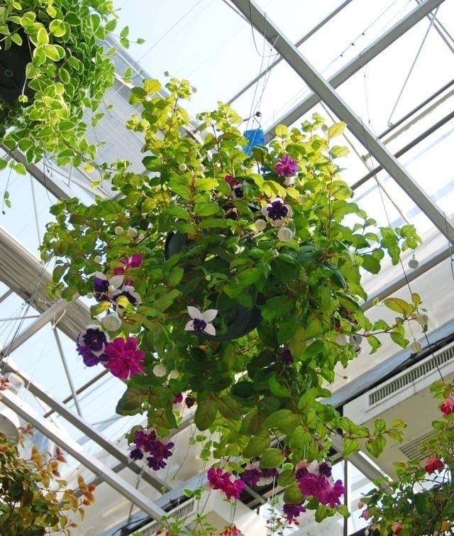 漂亮|七月看到3种花,再漂亮也别买光休眠不开花,还难伺候