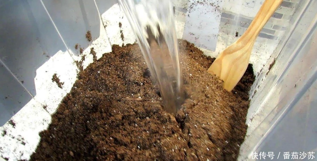 废土|养花旧土该不该扔,能不能“二次利用”?