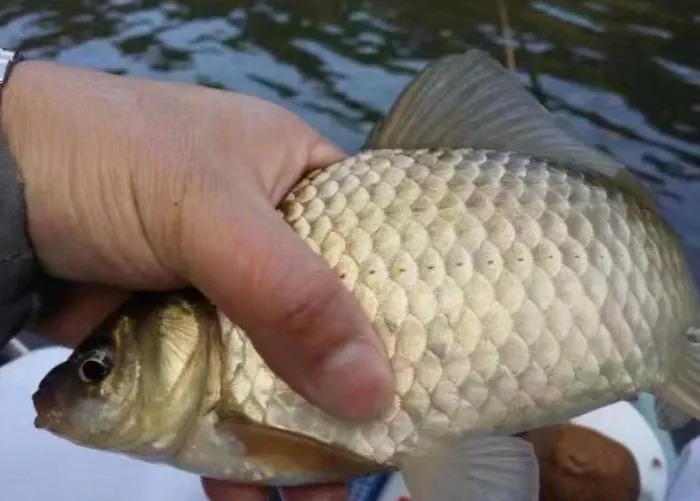 冷天爱钓鲫鱼的要留意了,我也是今天才知这“十字诀”,莫疏忽