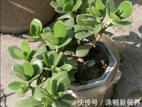 多肉植物|玉树年限到了不开花以下3个方面多注意，玉树花开爆盆又长久