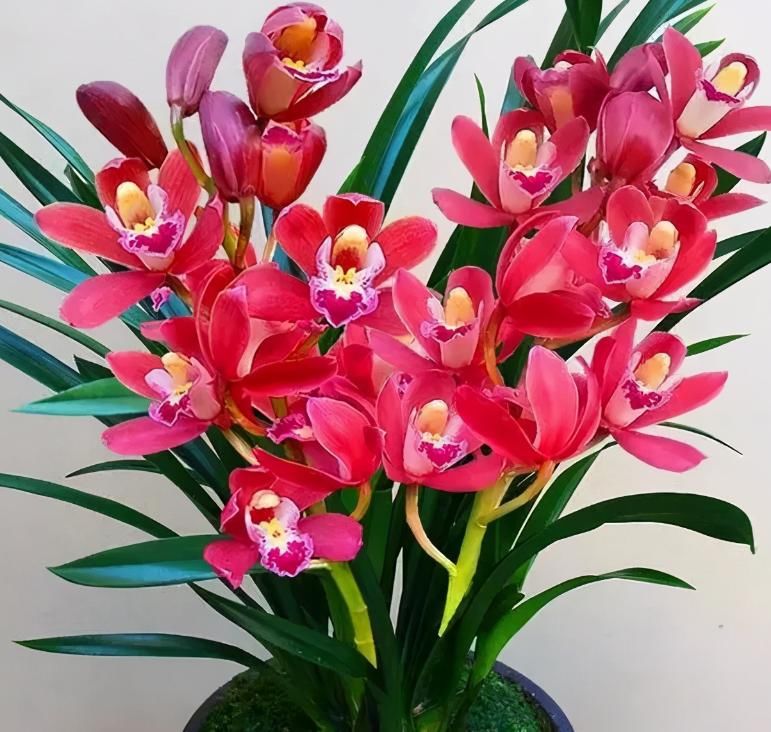  艳丽|养兰首选“大将军”，花色艳丽，香气雅致，格局大方，新手也能养