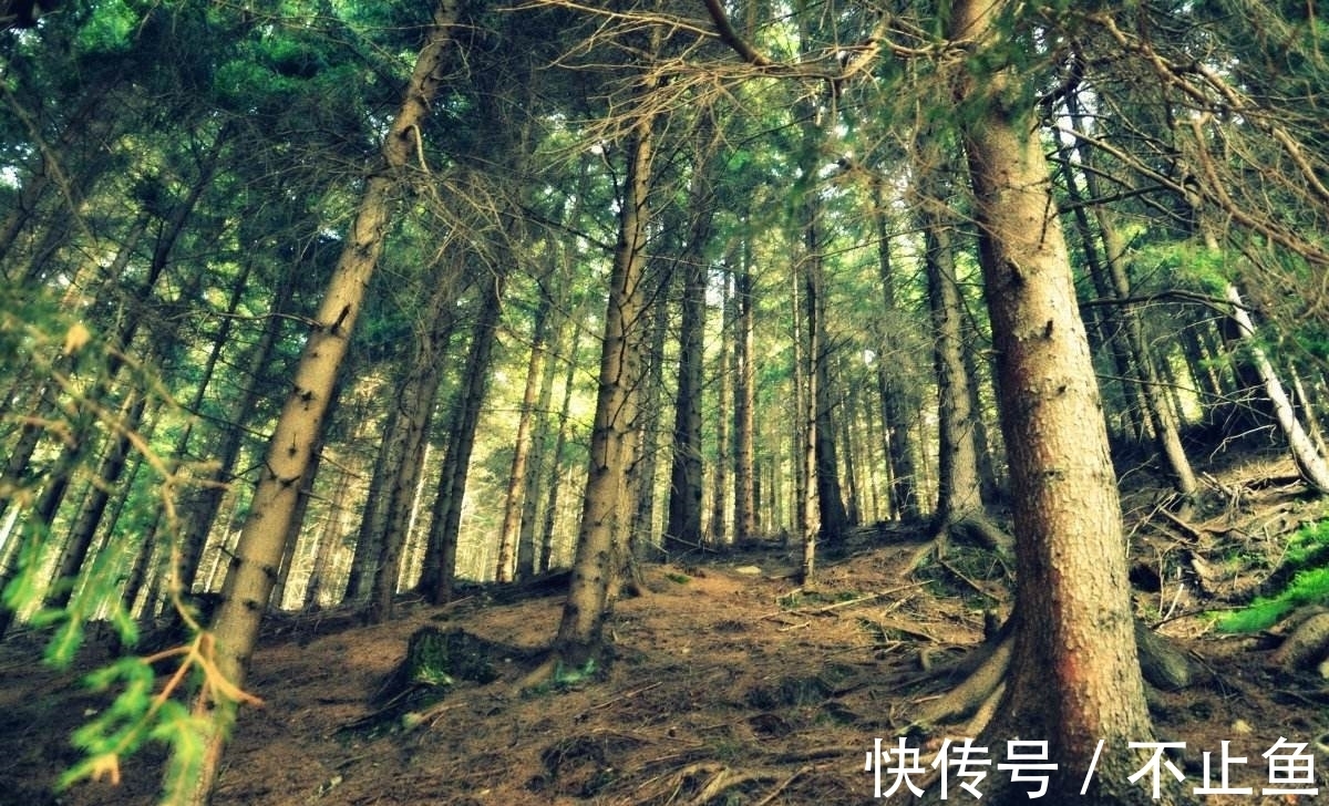 青松!唐朝李山甫一首《松》诗,写尽青松万千气象,抒发浓浓喜爱之情