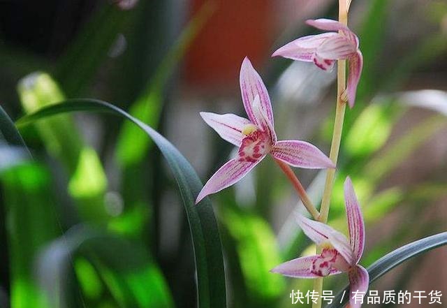 5月养这3种花，多用磷酸二氢钾，开花多！