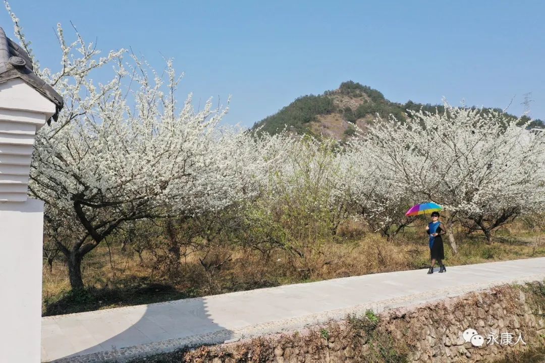 春光乍泄！永康这个村“藏”不住了！