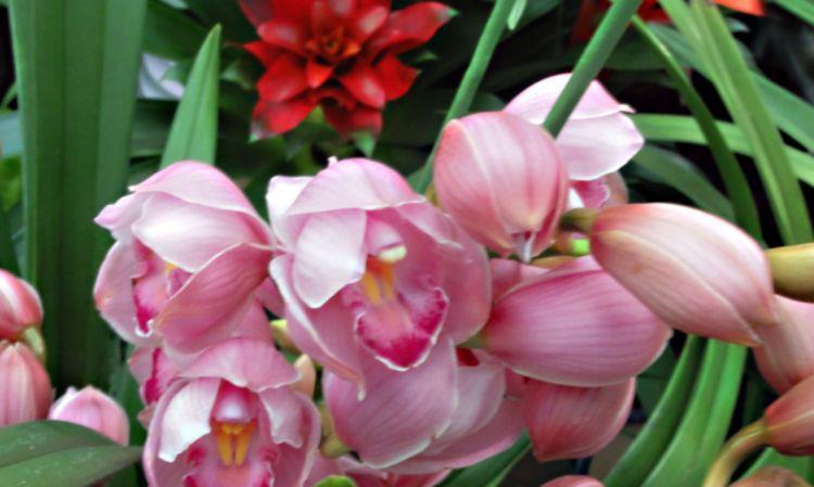 超高|养花就养个花期长的,花大色艳,妖艳妖娆,颜值超高的