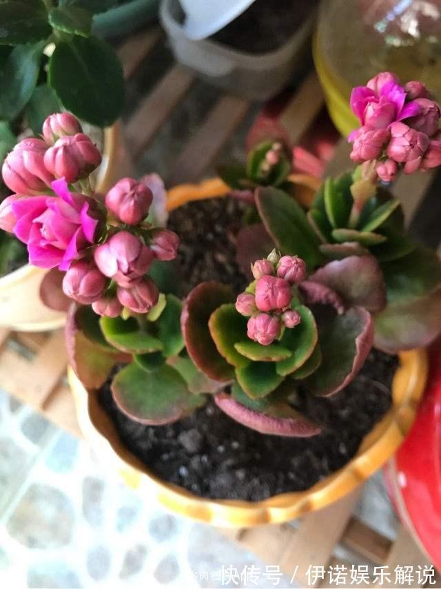 长寿花不长花苞,只控光用处不大,学会三控,花苞越来越多