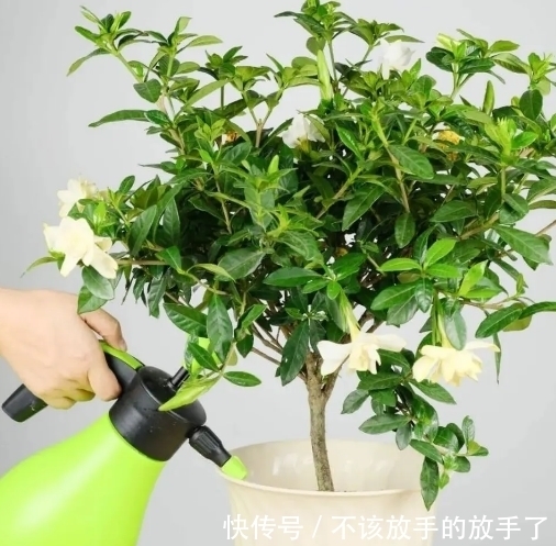 大雪将至,养花试试这几款,造化神秀,养花人必备