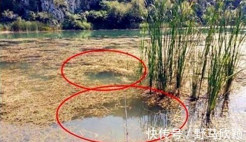 技巧|野钓大鲫鱼技巧:都是钓草洞,渔获差异巨大,原因在这里!