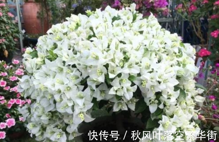 真正会养三角梅的人,都知道这3个“要点”,所以三角梅叶绿花多