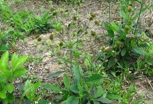 采摘|它是口腔溃疡“特效药”，人称地胆草，路边到处是，需要请重视！