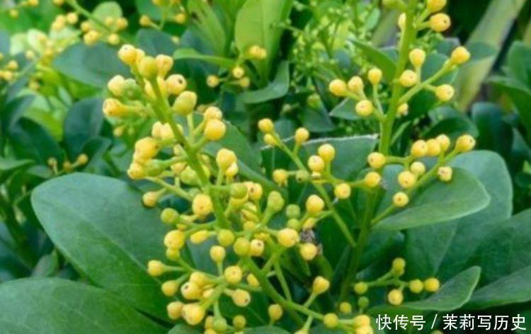 4种花适合新手养,养起来超简单,沾土就活,给水就疯长